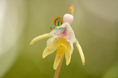 Lan Epipogium Lan Epipogium