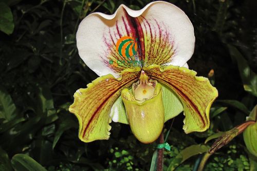 Lan Paphiopedilum Lan Paphiopedilum