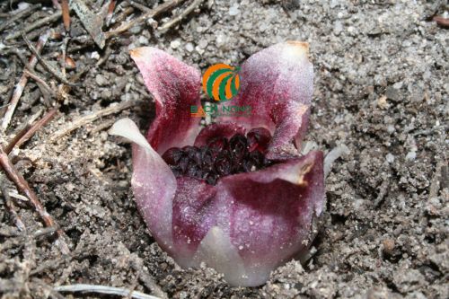 Lan Rhizanthella Lan Rhizanthella