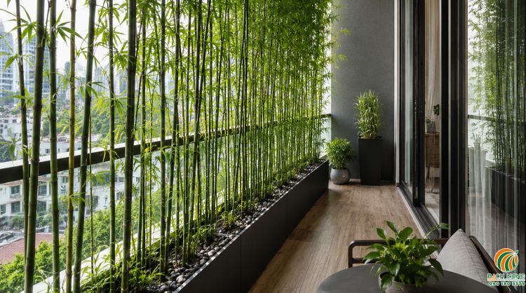 Bna công trồng trúc vừa thẩm mỹ vừa che nắng hiệu quả