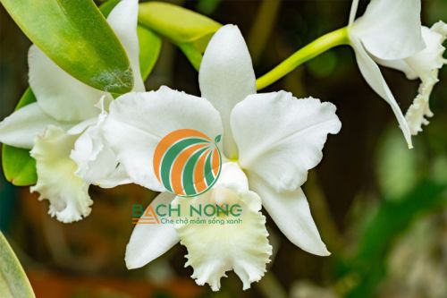 Cây Hoa Lan Cattleya màu trắng rất đẹp