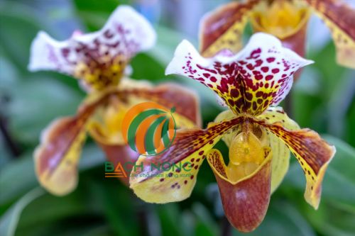 Cây Lan Hài trồng khu vực nắng yếu hoặc trong nhà