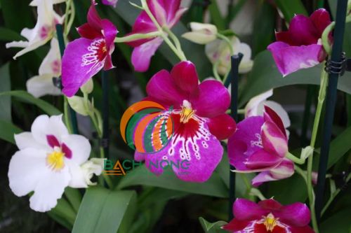 Hoa Lan Mitoniopsis có màu sắc đẹp