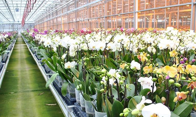 Hoa lan trong nhà kính phát triển khỏe mạnh và đồng đều