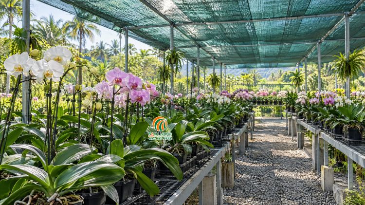 Sử dụng lưới che nắng cho lan Hồ Điệp Làm giàn lưới che nắng cho lan Hồ Điệp