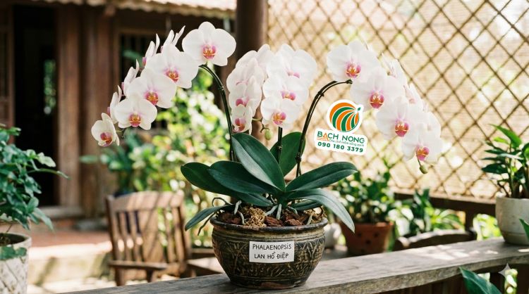 Chậu hoa lan Hồ Điệp trắng với vẻ đẹp bền bỉ được trồng trong chậu gốm đẹp mắt