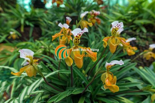 Trong điều kiện lý tưởng Lan sẽ ra hoa