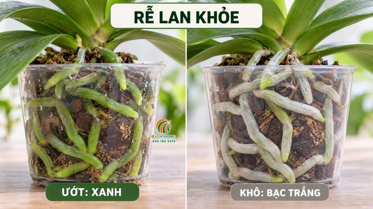 Dấu hiệu rễ lan Hồ Điệp khỏe Dấu hiệu nhận biết rễ lan Hồ Điệp khỏe mạnh