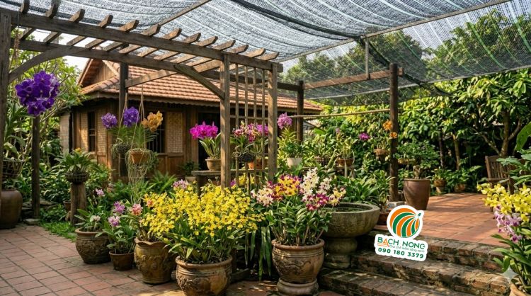 Nhiều loại hoa lan ưa nắng rực rỡ được trồng trên kệ gỗ trong sân vườn nhà phố