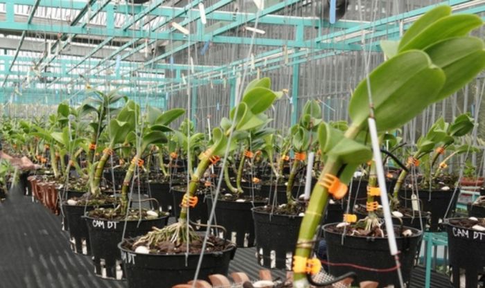 Trồng hoa lan trong nhà kính giúp cây phát triển khỏe mạnh