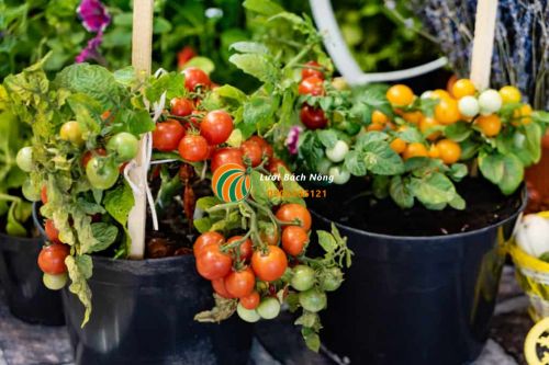 Trồng cà chua trong chậu vào mùa mưa