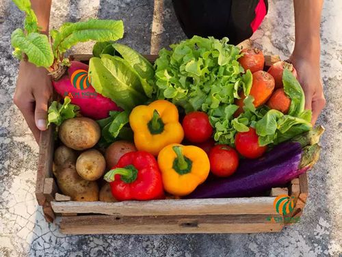 10 loại rau có thể trồng tại nhà
