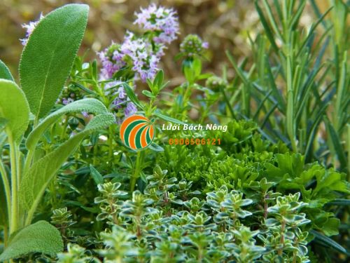 4 loại cây thảo mộc chịu hạn