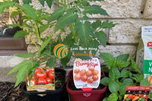 Cây cà chua cần tưới nước thường xuyên Cây cà chua cần tưới nước thường xuyên