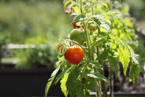 Các giống cà chua thích hợp với không gian hẹp