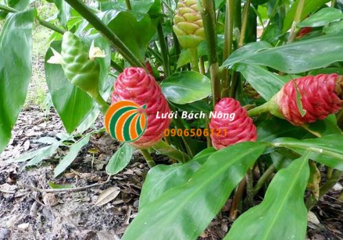 Cách chăm sóc gừng gió Cách chăm sóc gừng gió