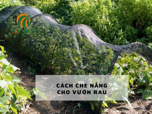 Tìm hiểu cách cách che nắng cho rau
