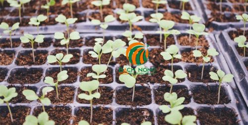 Mẹo gieo hạt giống tỷ lệ nảy mầm cao nhất Mẹo gieo hạt giống tỷ lệ nảy mầm cao nhất