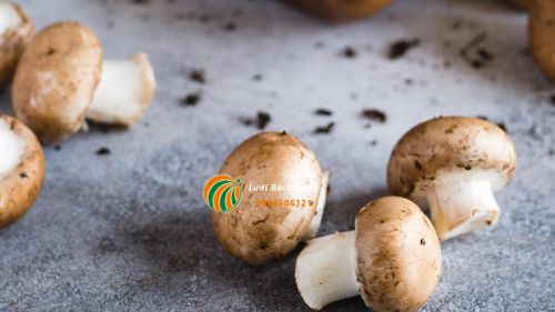 Trồng nấm tại nhà