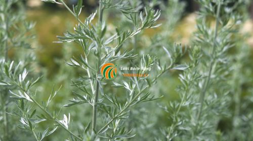 Hướng dẫn trồng cây ngãi cứu tại nhà Hướng dẫn trồng cây ngãi cứu tại nhà