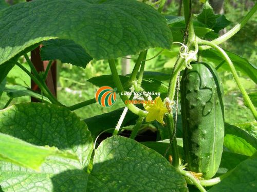 Hướng dẫn trồng dưa chuột tại nhà Hướng dẫn trồng dưa chuột tại nhà