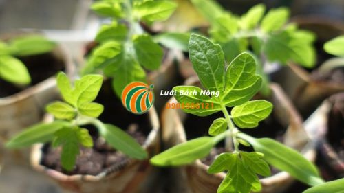 Cây cà chua non Cây cà chua non
