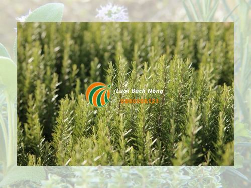 Cây hương thảo chịu hạn tốt