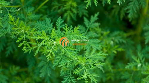 Chăm sóc cây ngãi cứu Chăm sóc cây ngãi cứu