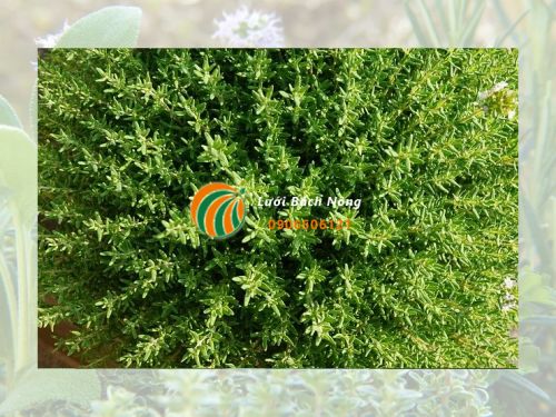 Cỏ xạ hương có khả năng chịu hạn tốt