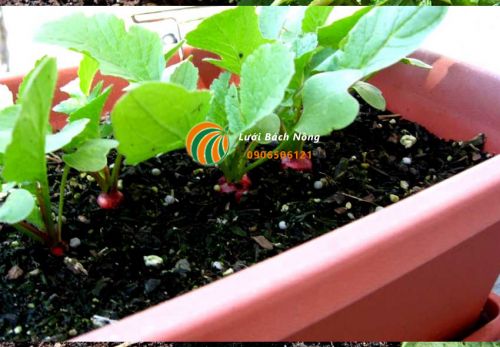 Củ cải đường trồng trong chậu