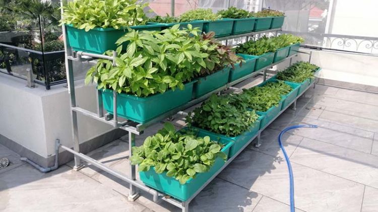 Giàn trồng rau 3 tầng Mẫu giàn trồng rau 3 tầng rất dễ làm tại nhà