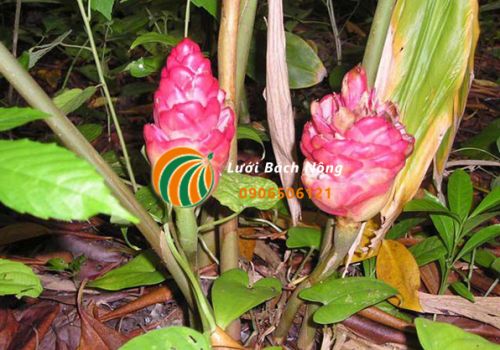 Kỹ thuật trồng gừng gió Kỹ thuật trồng gừng gió