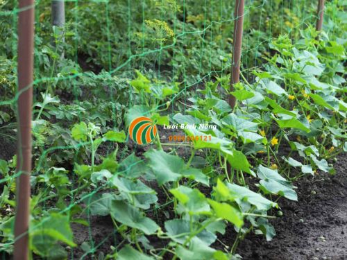 Làm giàn cho cây dưa chuột Làm giàn cho cây dưa chuột