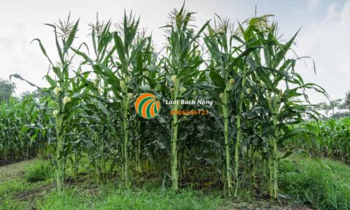 Mẹo giúp ngô tăng năng suất