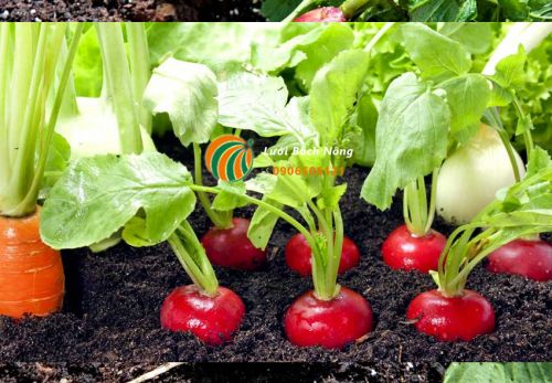 Mẹo trồng củ cải trong chậu