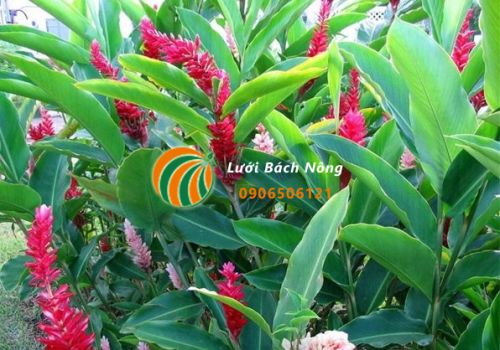 Cây gừng gió Cây gừng gió