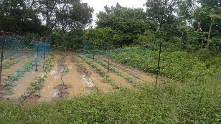 Vườn rau bị ngập úng do mưa