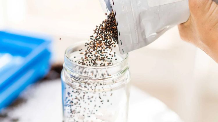 Cho hạt giống rau cải vào nước ấm để ngâm