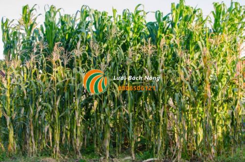 Ngô Sắp Thu Hoạch Ngô Sắp Thu Hoạch