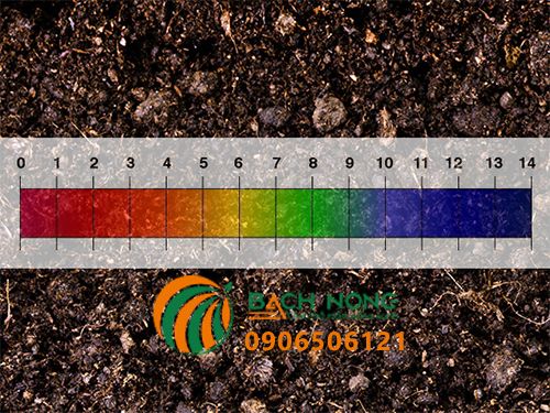 Những cây rau thích hợp với đọ pH từ 6 đến 6,8