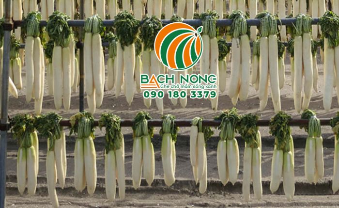 Phương pháp phơi khô nông sản tận dụng ánh nắng mặt trời