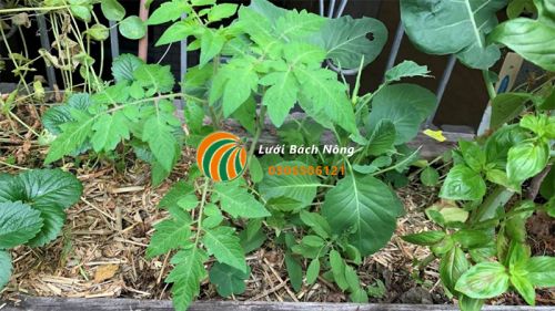 Sử dụng lớp phủ cho cà chua Sử dụng lớp phủ cho cà chua