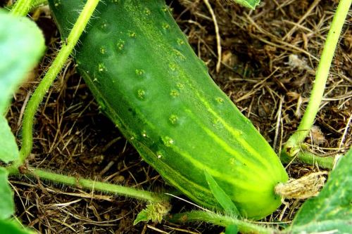 Sử dụng lớp phủ cho dưa chuột Sử dụng lớp phủ cho dưa chuột