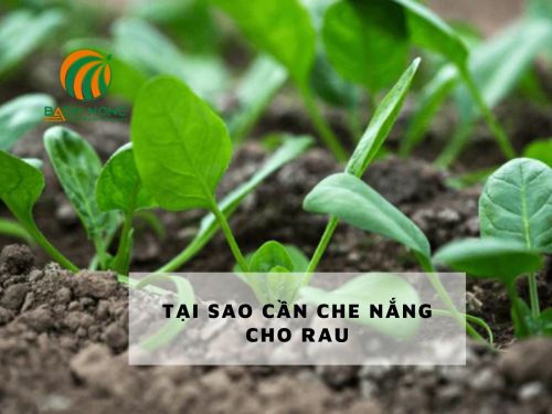 Tại sao cần che nắng cho rau