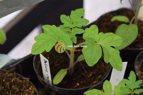 Nguyên nhân khiến cà chua không phát triển Nguyên nhân khiến cà chua không phát triển