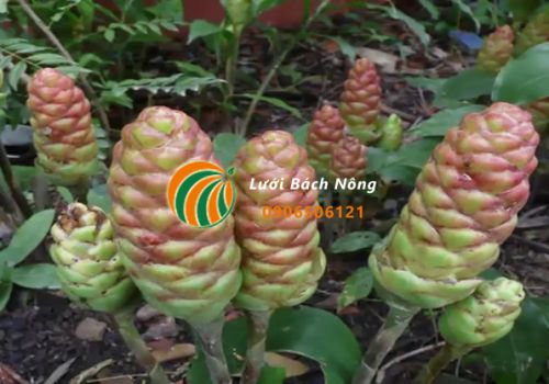 Thời vụ trồng gừng gió Thời vụ trồng gừng gió