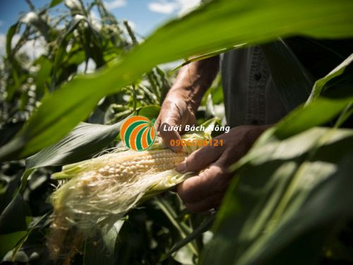 Thụ phấn cho cây ngô