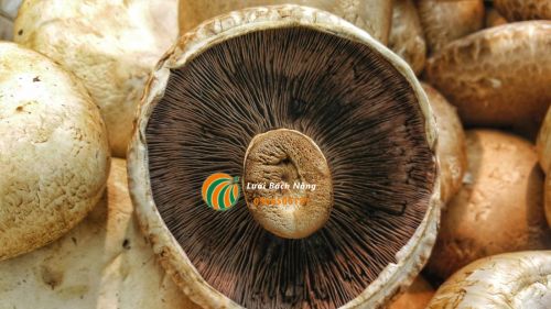 Thu hoạch nấm