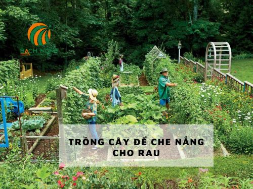 Trồng cây để tạo bóng mát cho rau