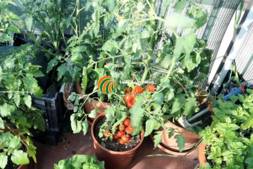 Trồng cà chua trong chậu để tiết kiệm không gian